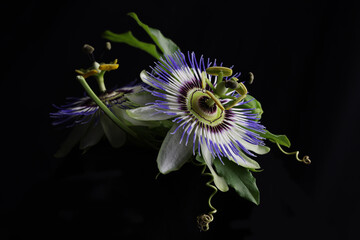 Magnifici fiori di passiflora in primo piano