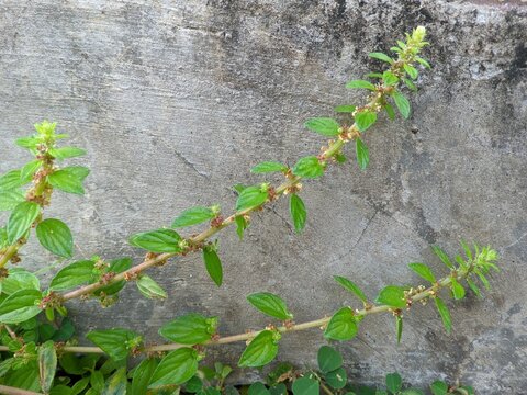 Parietaria judaica is a species of flowering plant 1