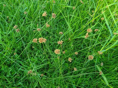 Cyperus difformis or Jukut papayungan grass 4
