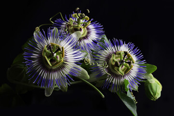 Magnifici fiori di passiflora in primo piano