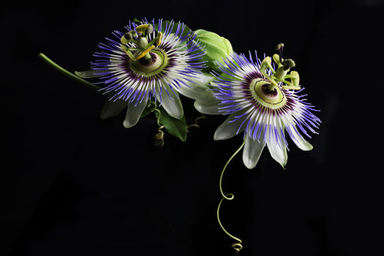 Magnifici fiori di passiflora in primo piano