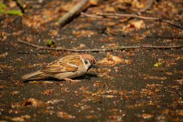 The sparrow close up on spring ground