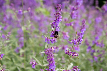 Wild bumblebee on violet flower