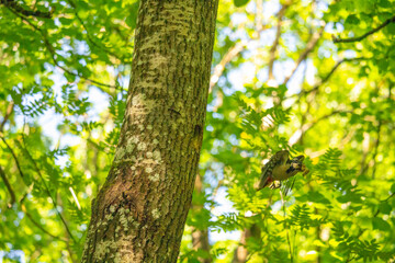 The great spotted woodpecker, Dendrocopos major summer breeding time