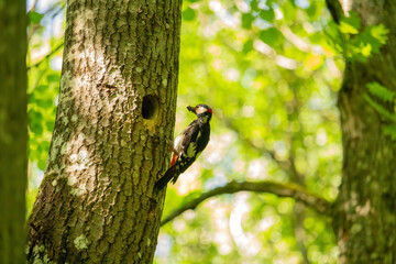 The great spotted woodpecker, Dendrocopos major