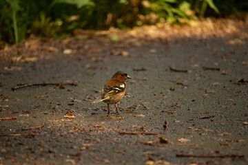 Beautiful forest bird Common chaffinch in wildlife.