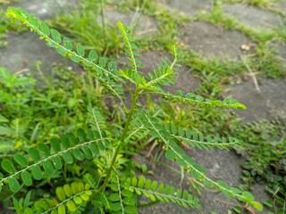 Meniran (Phyllanthus niruri) is a herbal plant that has antioxidant 1