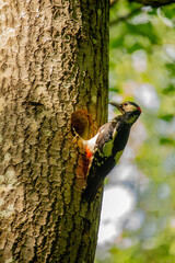 Fototapeta premium Great Spotted Woodpecker (Dendrocopos major)