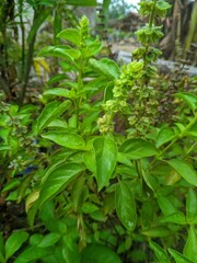 Kemangi or basil leaves (Ocimum sanctum) 1