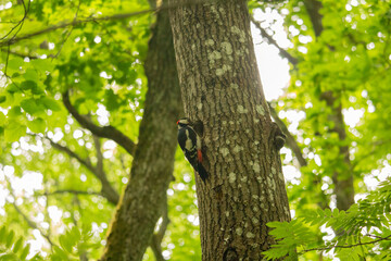 Woodpecker with chick in the nesting hole.