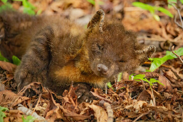 Sick Marten in wild forest