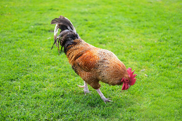 Beautiful domestic red rooster standing on grass on an agriculture farm. Concept of boss, cool person, winner. Selective focus.