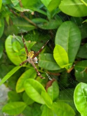 Spiders (Argiope appensa) make nests among leaves 1