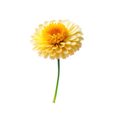 A bright yellow gerber daisy in full bloom with its petals radiating outward, isolated on a white background