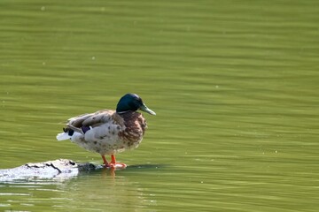 Canard