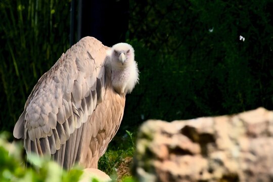 Vautour