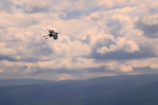 Oiseau en vol