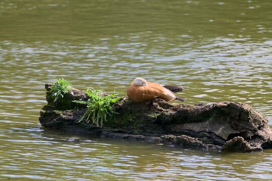 Canard
