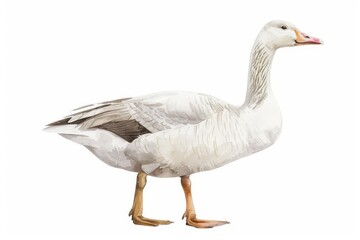 Fototapeta premium A graceful goose with soft watercolor details on a white background