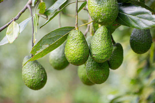 avocado in the garden