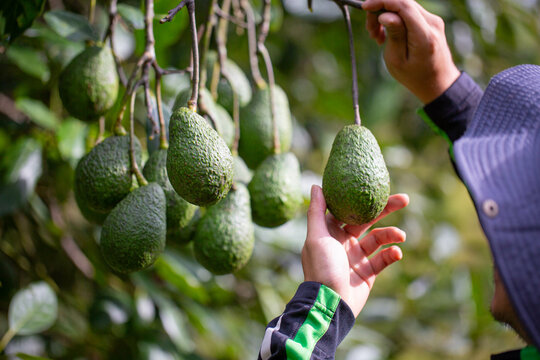 avocado in the garden