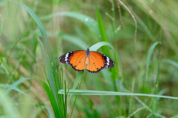 The butterfly stops on the grass and spreads its wings