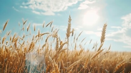 Fototapeta premium Harvest season in a golden wheat field, traditional farming