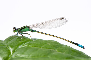 green damselfly on a green leaf on white background.