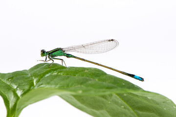 green damselfly on a green leaf on white background.