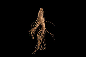 Chinese medicinal herb ginseng roots isolated on white background.