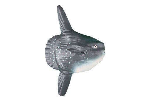 miniature sunfish on a white background