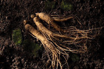 Chinese herbal medicine fresh ginseng on the soil.