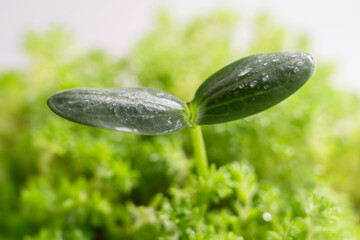 朝霧の森の中、発芽した植物の新芽