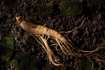Chinese herbal medicine fresh ginseng on the soil.