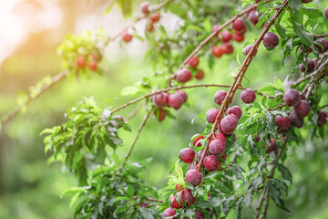 Sprigs Plums on tree branch blurry nature background