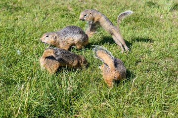 Gophers are in a hurry to collect sunflower seeds scattered for them among the grass