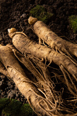 Chinese herbal medicine fresh ginseng on the soil.