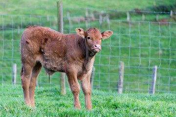 Cow standing in green pasture next to wooden fence, calm brown bovine portrait.