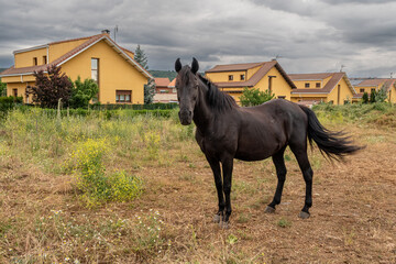 Mare, beautiful horse with dark brown fur.