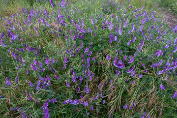 Obraz premium Vicia cracca. Wild vetch, climbing plants with violet flowers.
