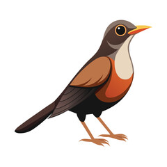 illustration of a thrush bird on white