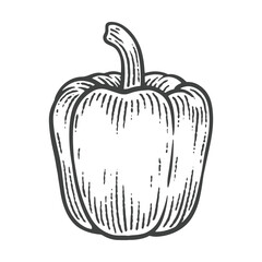 Hand Drawn Bell Pepper, Engraving Style Vector Illustration