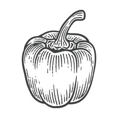 Hand Drawn Bell Pepper, Engraving Style Vector Illustration