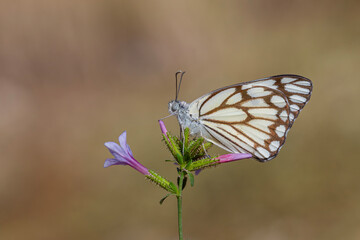 large white migratory butterfly, Brown-veined White, Belenois aurota