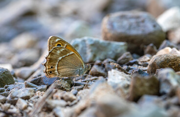 large butterfly picking up minerals from the ground, Wagner's Steppe Brown, Hyponephele wagneri
