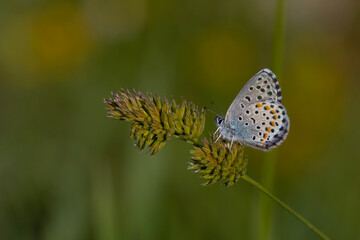 tiny butterfly hiding in the grass, Polyommatus loewii