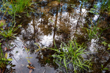 Overlapping ripples in a puddle on a concrete surface reflecting sky and trees above. Selective focus with artistic blur effect. Beautiful abstract nature background.