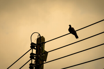 Obraz premium A bird is perched on a power line. The sky is cloudy and the bird is silhouetted against the wire
