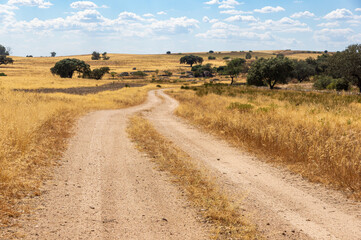 Serene Summer Landscape: Lonely Path between Golden Pastures and Blue Sky with Bright Clouds.