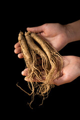 Hands of woman holding a ginseng root on black background.